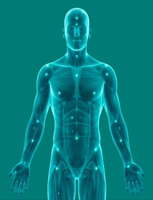 Human body diagram