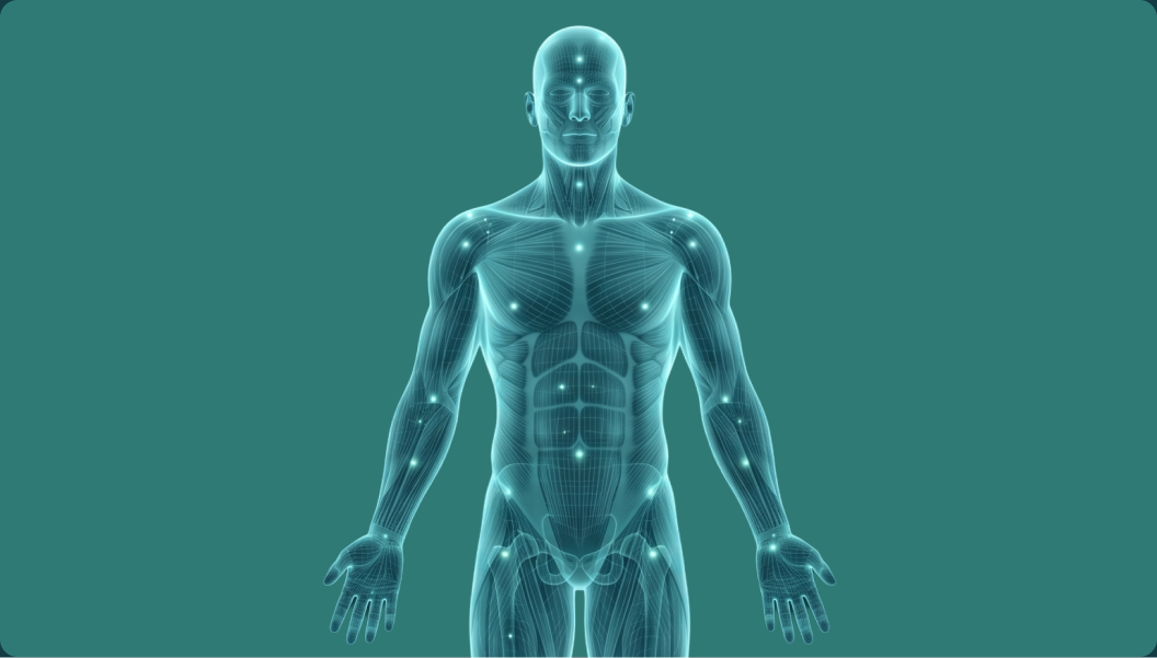 Human body diagram